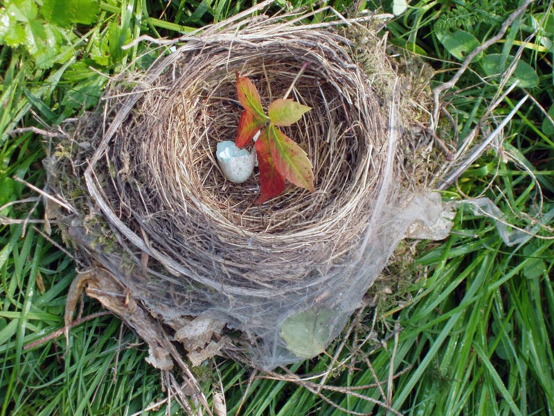 Empty nest with an eggshell and cobwebs. Empty nest with an eggshell and cobwebs