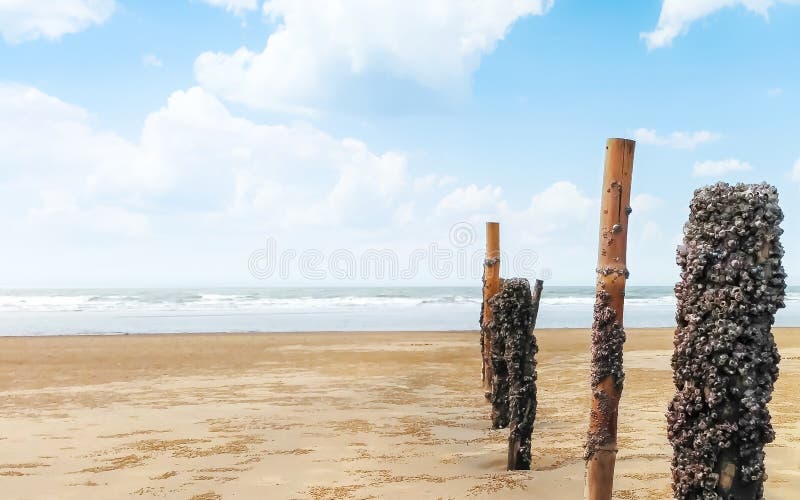 空荡荡的海滩岛上的芦苇篱 沙地上固定的竹制木桩栅栏 风景 免版税库存照片 空荡荡的海滩岛上的芦苇篱 沙地上固定的竹制木桩栅栏 风景 免版税库存照片