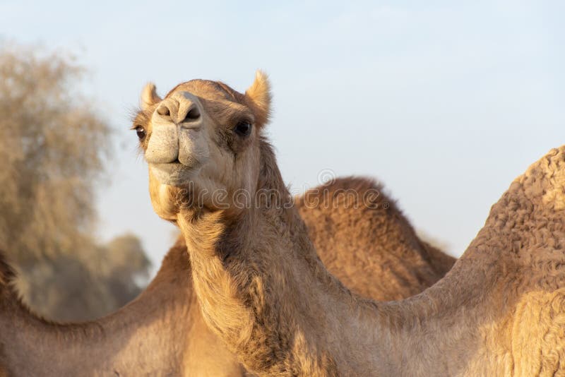 穿过路的骆驼顶头射击在骆驼赛马跑道附近在平衡的阳光下 下来凝视