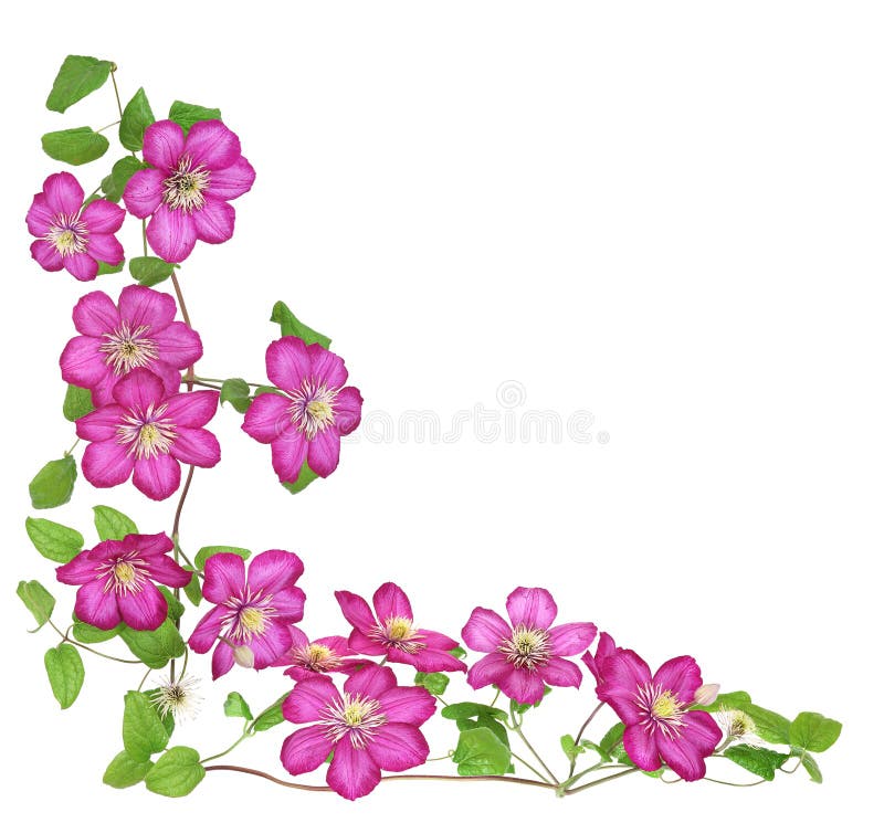 突显背景中的粉红色铁线莲花 免版税库存照片
