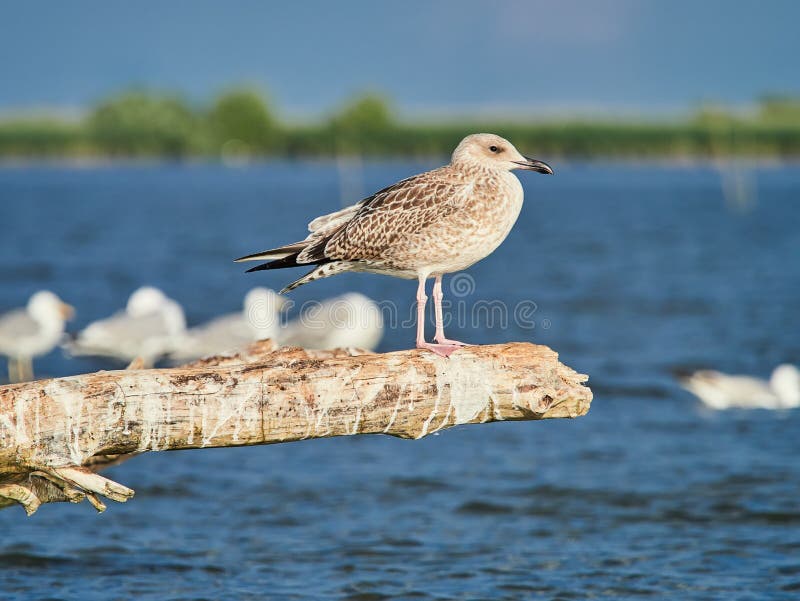 A beautiful seagull standing on a lake in the Danube Delta, Romania. A beautiful seagull standing on a lake in the Danube Delta, Romania.