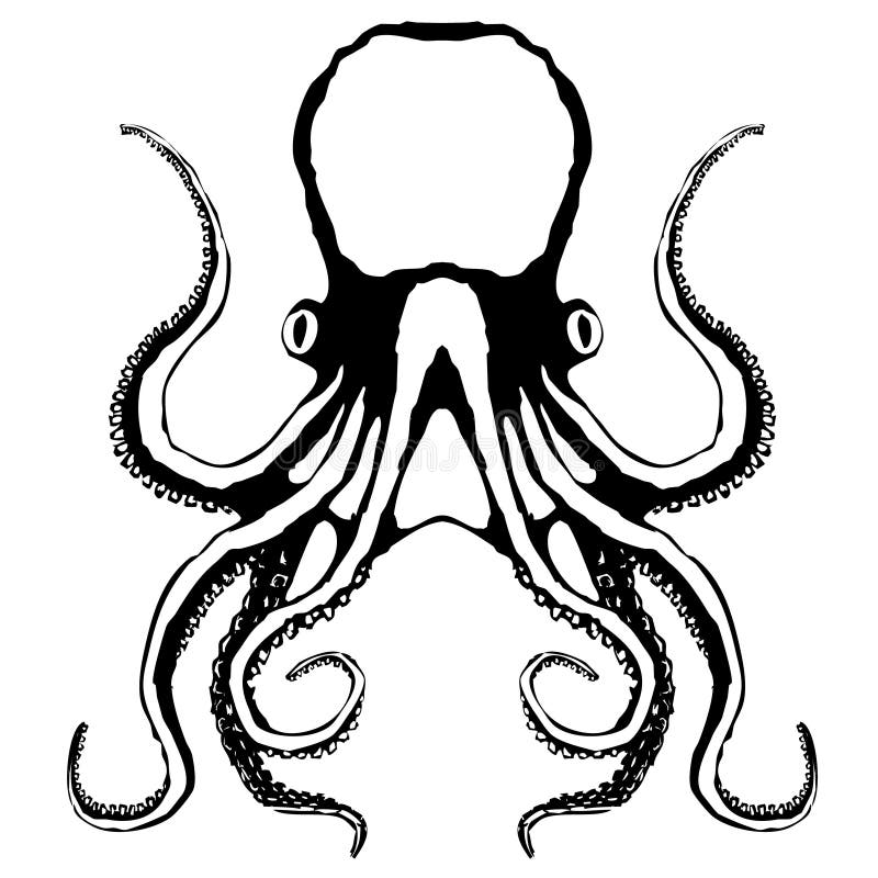 Sketch of an octopus, vector, black and white. Sketch of an octopus, vector, black and white