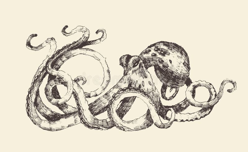 Octopus vintage illustration, engraved retro style, hand drawn, sketch. Octopus vintage illustration, engraved retro style, hand drawn, sketch