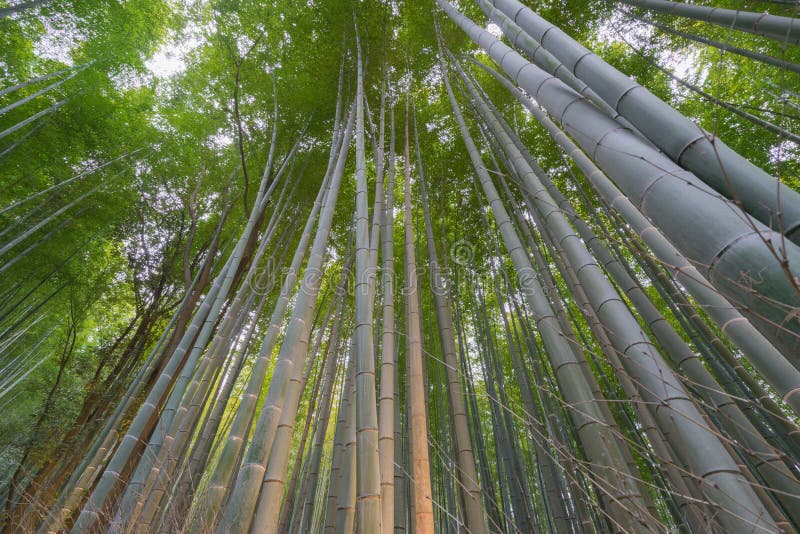 竹forset
