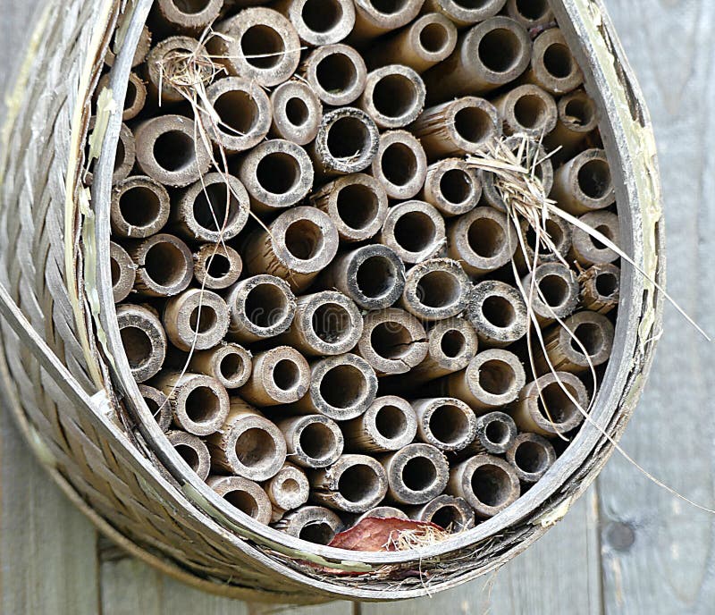 This bamboo teardrop shape bee hotel still has plenty of vacancy for bees, wasps or other insects. Only two of the bamboo holes are stuffed and blocked with dried grass. All the other holes are open.  Perfect for solitary bees, not those that make honey. This is their home, their nest. Mason bees are a prime example of the type of bee that likes these hotels. This bamboo teardrop shape bee hotel still has plenty of vacancy for bees, wasps or other insects. Only two of the bamboo holes are stuffed and blocked with dried grass. All the other holes are open.  Perfect for solitary bees, not those that make honey. This is their home, their nest. Mason bees are a prime example of the type of bee that likes these hotels.