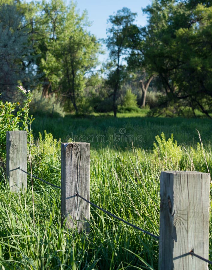 Close up of weathered wood fence posts through a green meadow with tall grass and deciduous trees in the background. Close up of weathered wood fence posts through a green meadow with tall grass and deciduous trees in the background.