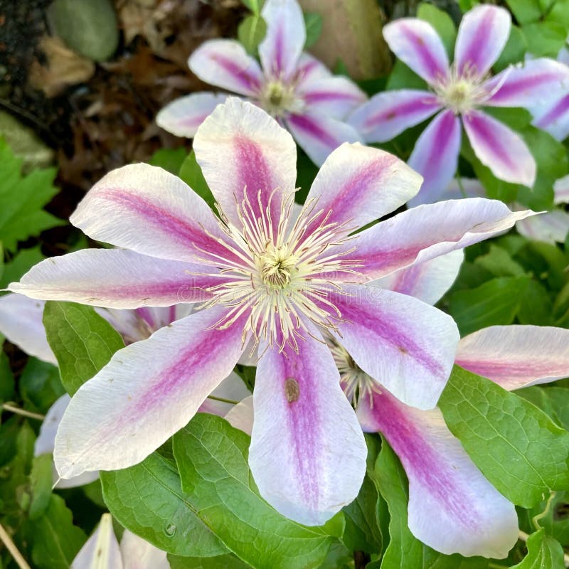 粉纹铁线莲花 免版税库存图片