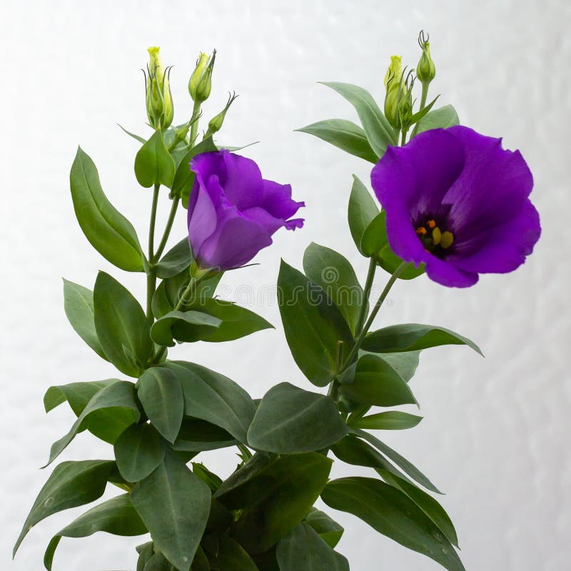 紫色真鲷，莲花， 库存照片