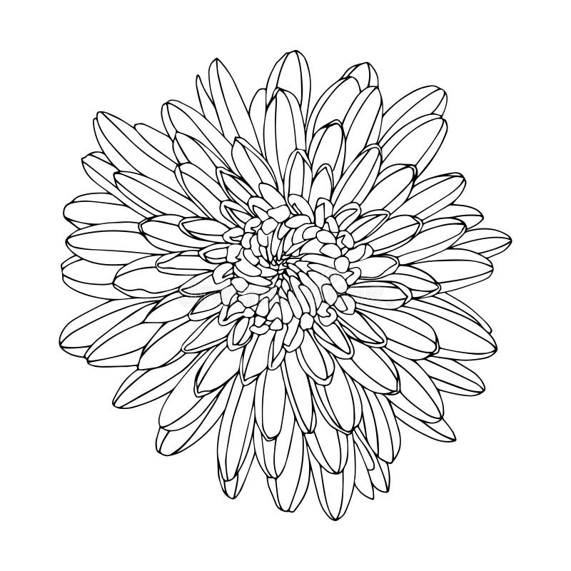 紫菀或菊花花朵 黑白矢量图插图 花卉设计 元素已绘制 库存例证 紫菀或菊花花朵 黑白矢量图插图 花卉设计 元素已绘制 库存例证