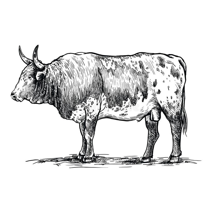 Breeding cattle. American bull. vector sketch on white background. Breeding cattle. American bull. vector sketch on white background.
