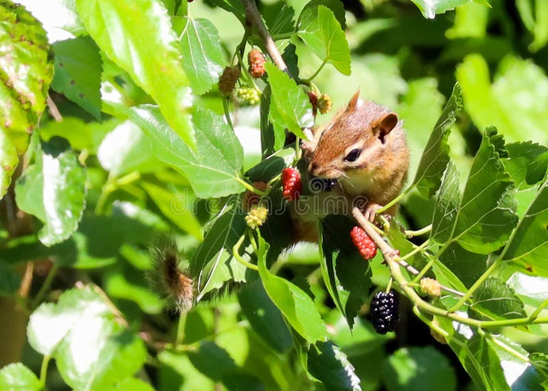 红松鼠正在吃桑葚 免版税库存图片