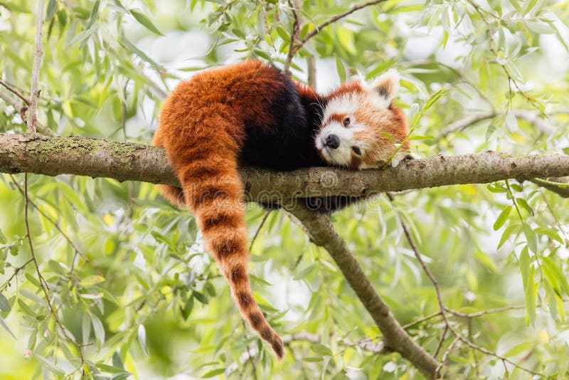 红熊猫、Firefox或者小熊猫 库存照片. 图片 包括有 逗人喜爱, 敌意, 聚会所, 本质, 狐狸, 毛皮 - 74235300