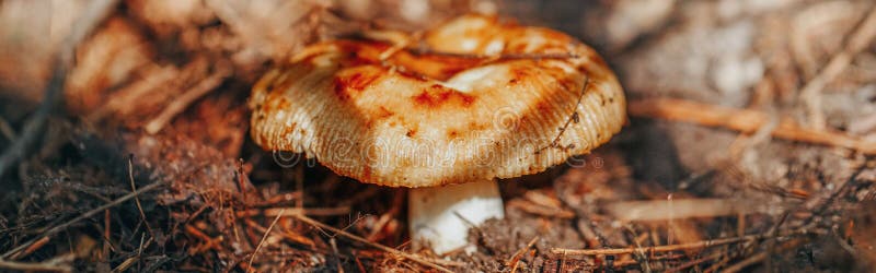 çº¢çº¢çº¢çº¢çº¢è‡åœ¨é˜´å½±ä¸‹çš„ç§‹æž—è‰è‹”é‡Œâ€¦â€¦çº¢çº¢çº¢çº¢çº¢è‡åœ¨ç§‹æž—è‰è‹”çš„é˜´å½±ä¸­ã€‚æœ¨è€³èŒã€‚å†œæ‘åœ°åŒºé˜³å 免版税库存图片