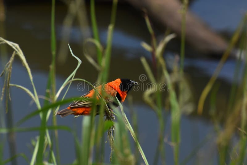 红色Bird On Grass With主教种子 库存图片 红色Bird On Grass With主教种子 库存图片