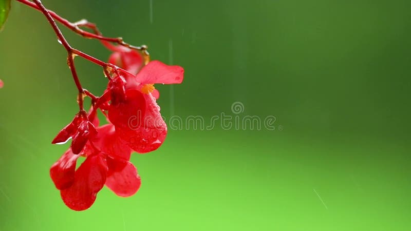 红色impatiens在绿色背景在雨中开花，被隔绝