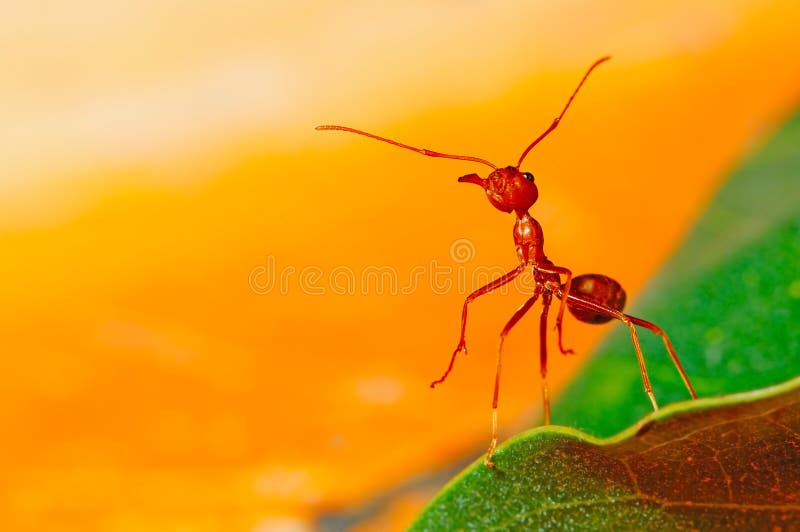 红色蚂蚁