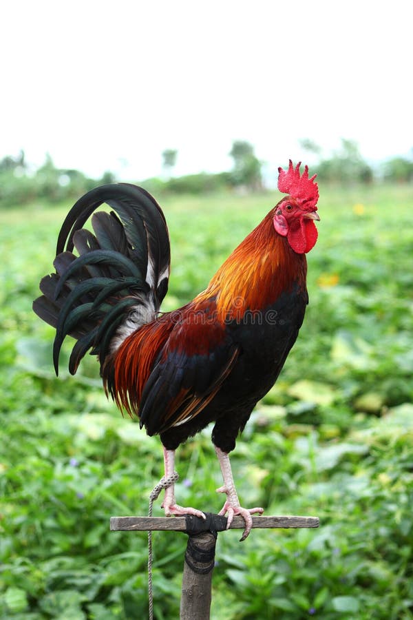 A very nice pet red rooster in the farm. A very nice pet red rooster in the farm