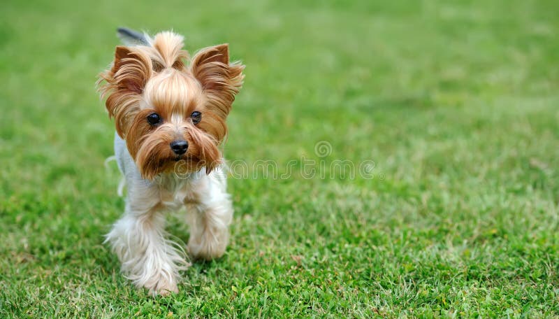 Close Yorkshire Terrier dog in green summer grass. Close Yorkshire Terrier dog in green summer grass