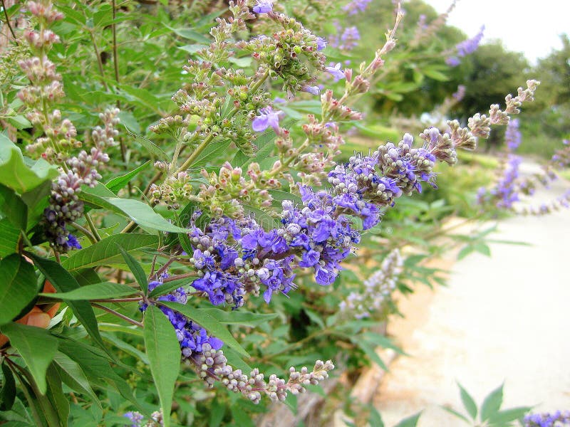 纯洁树Vitex agnus-castus 叫的Vitex、Chasteberry，亚伯拉罕` s香脂，淡紫色Chastetree和修士` s也以子弹密击 库存照片