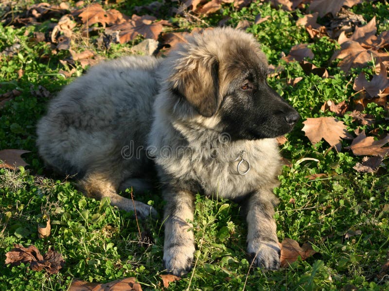 Portrait of purebred puppy newfoundland mastiff: beautiful grey charplaninatz. Portrait of purebred puppy newfoundland mastiff: beautiful grey charplaninatz