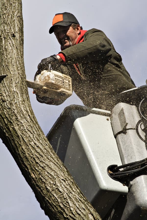 A man removing a dead tree from a bucket lift and chain saw. A man removing a dead tree from a bucket lift and chain saw.