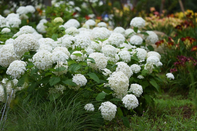 Annabelle hydrangea Smooth hydrangea is a Hydrangeaceae deciduous shrub that is native to the United States and its white flowers are a feature of the rainy season. Annabelle hydrangea Smooth hydrangea is a Hydrangeaceae deciduous shrub that is native to the United States and its white flowers are a feature of the rainy season.