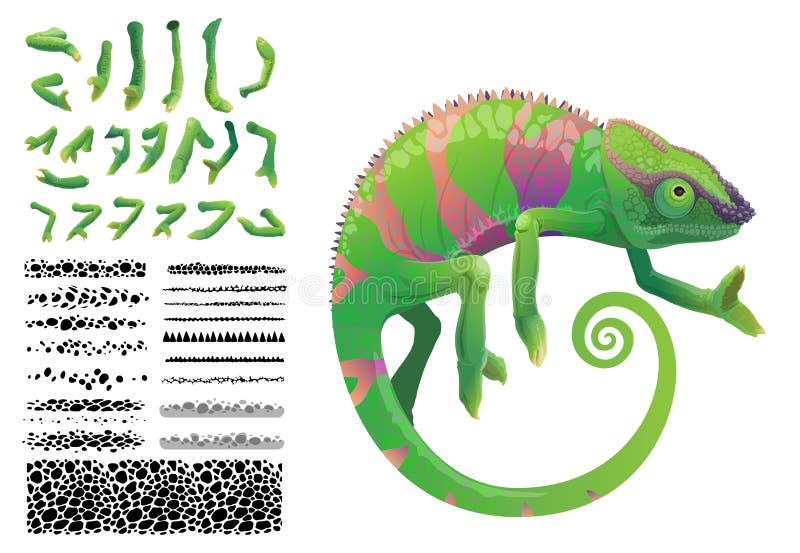 Green chameleon lizard cartoon vector tropical reptile animal. Chameleon creation kit with constructor set of skin pattern brush with camouflage spots and legs with toes. Green chameleon lizard cartoon vector tropical reptile animal. Chameleon creation kit with constructor set of skin pattern brush with camouflage spots and legs with toes