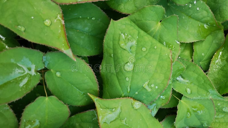 绿叶落雨 库存图片