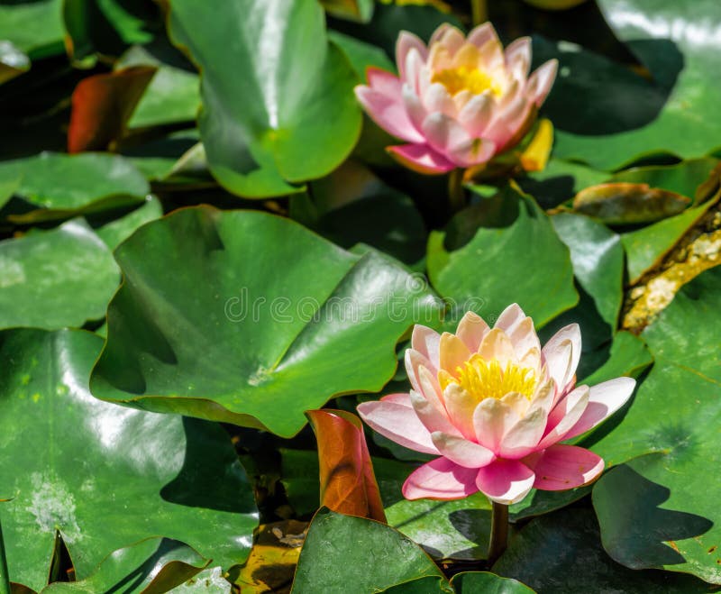 绿塘背景下有斑叶的粉色睡莲或莲花 睡莲花 库存照片 绿塘背景下有斑叶的粉色睡莲或莲花 睡莲花 库存照片