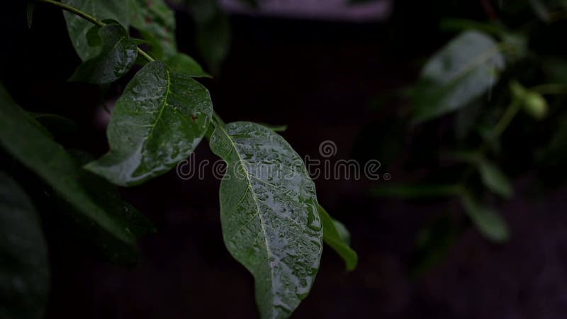 绿核桃叶上滴落的夏雨