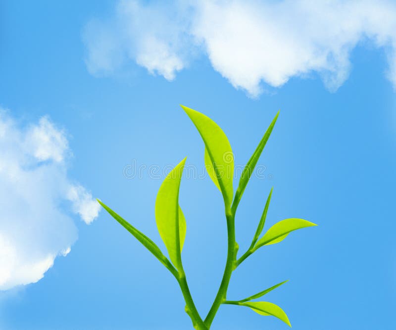 Twig with green leaves with sky background . Twig with green leaves with sky background .