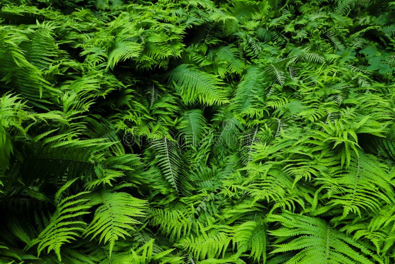 绿色新鲜的蕨植物离开绿色叶子背景 作为概念的自然热带新鲜的绿色蕨春天夏天成长后面的 免版税图库摄影 绿色新鲜的蕨植物离开绿色叶子背景 作为概念的自然热带新鲜的绿色蕨春天夏天成长后面的 免版税图库摄影