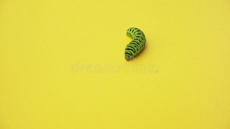 绿色毛虫swallowtail在黄色纸背景爬行