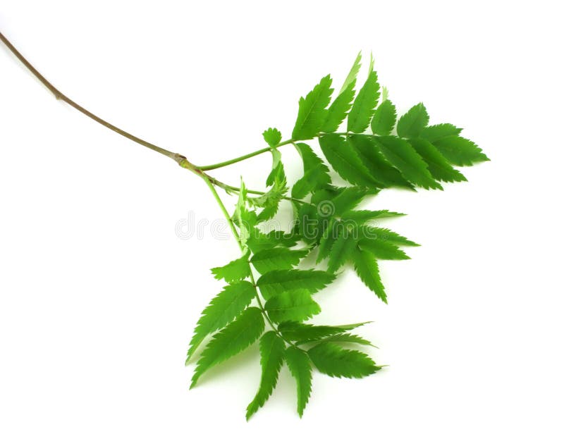 Twig with green leaves on the white background. Twig with green leaves on the white background.