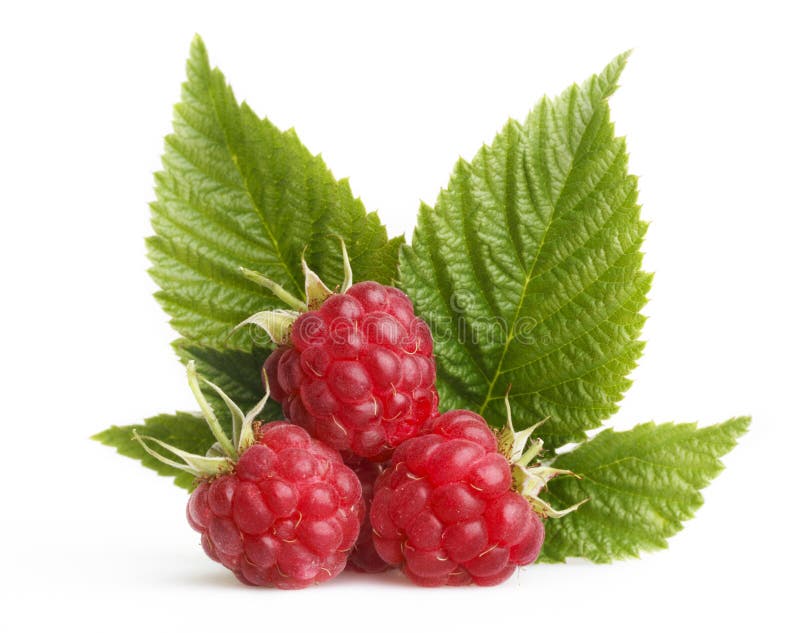 Raspberry with leaves on a white background. Raspberry with leaves on a white background