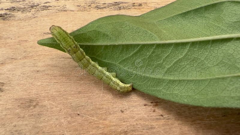 绿色的毛毛虫在木桌上的绿叶上爬. 花园害虫棉铃虫棉铃虫