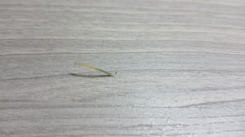 绿色的毛毛虫正在木桌上行走.