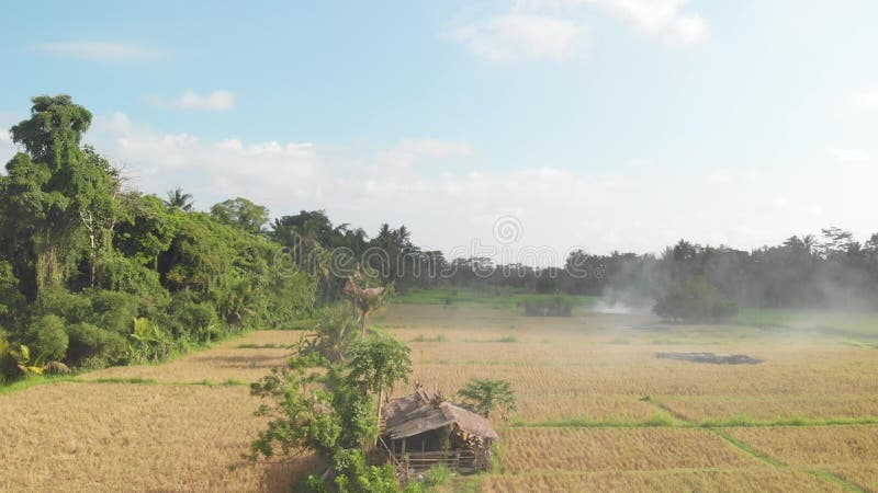 绿色背景 4K飞行米领域寄生虫录影在巴厘岛的 绿色横向黄色 米农场，草，自然