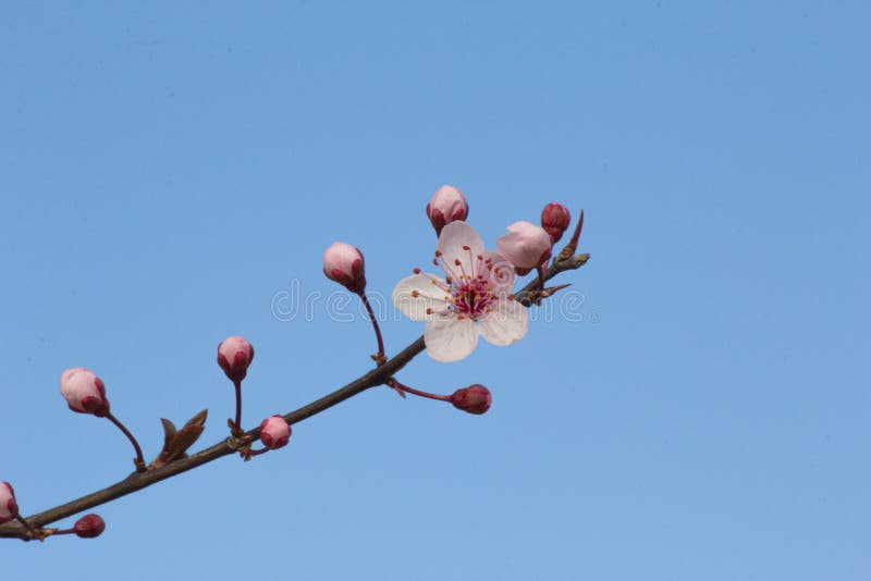 Early spring with cherry trees full of flowers blooming in the hot sun and blue sky. Early spring with cherry trees full of flowers blooming in the hot sun and blue sky