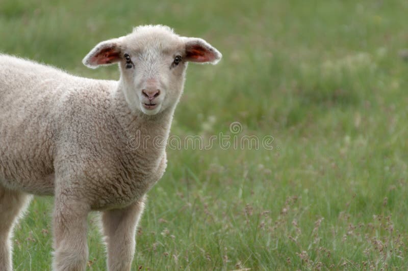 a cute baby sheep on a green meadow looking into camera. a cute baby sheep on a green meadow looking into camera