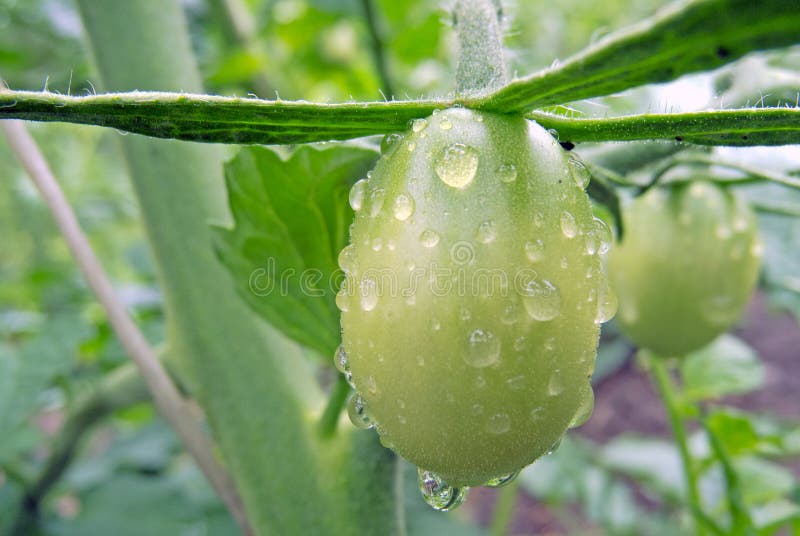 绿色番茄 库存图片