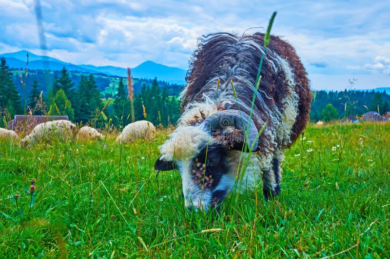 The beautiful mountain meadow of Mountain Valley Peppers with grazing sheep against the scenery of Carpathians, Ukraine. The beautiful mountain meadow of Mountain Valley Peppers with grazing sheep against the scenery of Carpathians, Ukraine