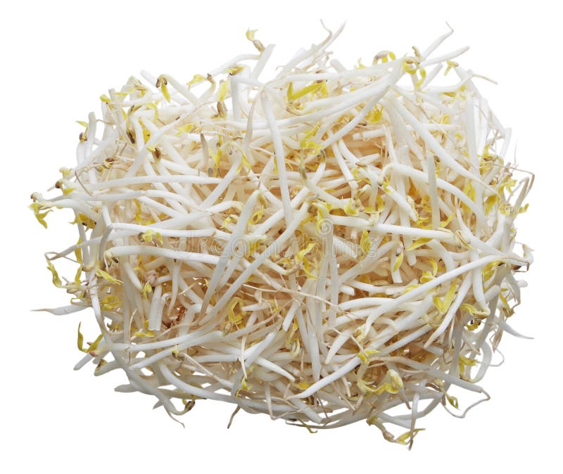 Organic green mung bean sprouts isolated on white. Organic green mung bean sprouts isolated on white