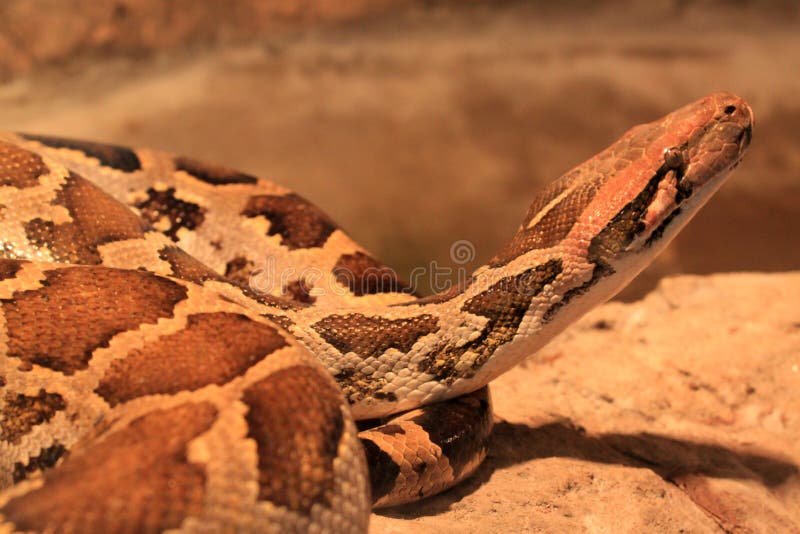 缅甸蟒 (Python molurus bivittatus) 的特写照片.