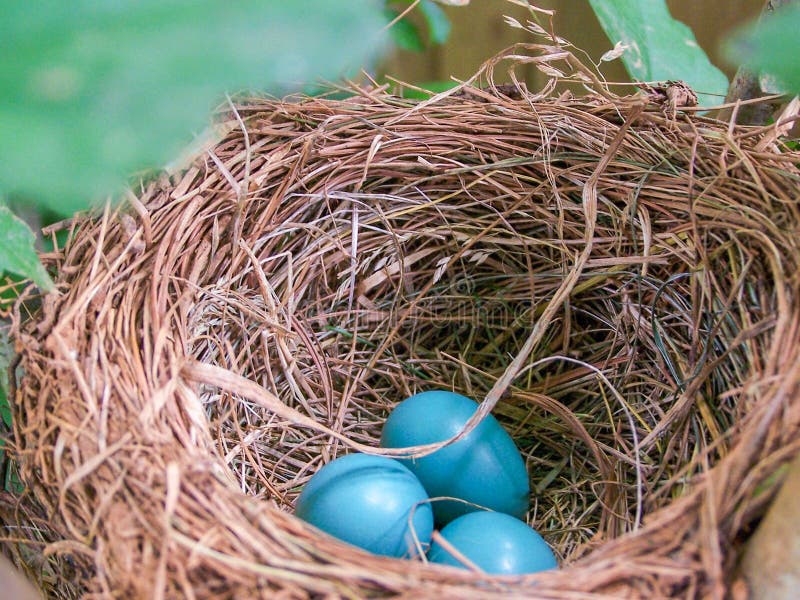 Closeup of bird nest with three blue robin eggs inside. Closeup of bird nest with three blue robin eggs inside.