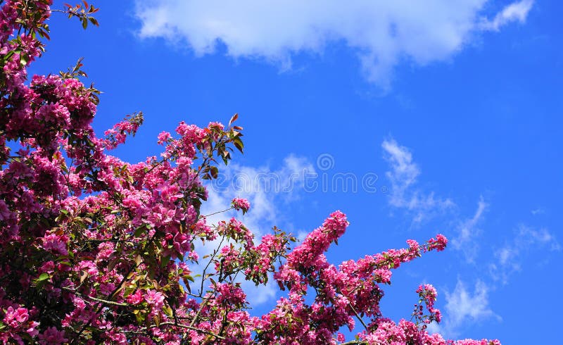 罗盘星座皇族与华丽和明亮的花的Crabapple树反对天空蔚蓝背景 r 图库摄影 罗盘星座皇族与华丽和明亮的花的Crabapple树反对天空蔚蓝背景 r 图库摄影