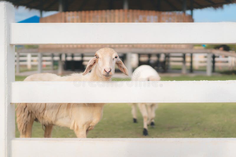 sheep and baby Lamb in farm. sheep and baby Lamb in farm.