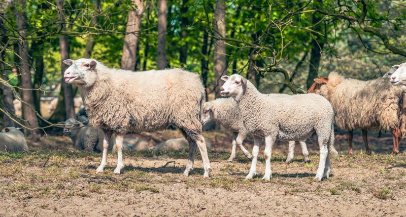 Side view of an adult sheep bleating with its tongue sticking out and a young sheep standing behind the other among a flock of sheep in a field in front of trees in the forest. Side view of an adult sheep bleating with its tongue sticking out and a young sheep standing behind the other among a flock of sheep in a field in front of trees in the forest.