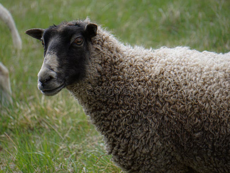 Close up of a sheep. Close up of a sheep