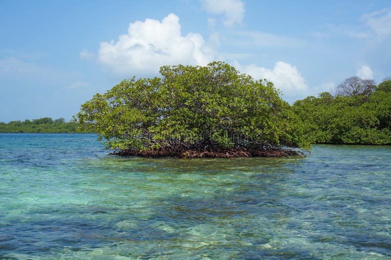 美洲红树树小岛在加勒比海